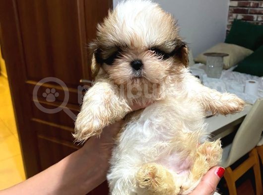 Erkek Disi Safkan Shi̇h Tzu Yavrulari