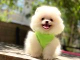Pomeranian Boo Teddy Face Erkek Yavrumuz
