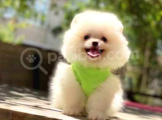 Pomeranian Boo Teddy Face Erkek Yavrumuz görsel