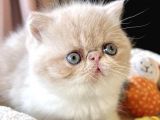 EVLERİN neşesi egzotik Shorthair Yavrular