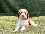 Safkan Dev Poodle Yavrularimiz