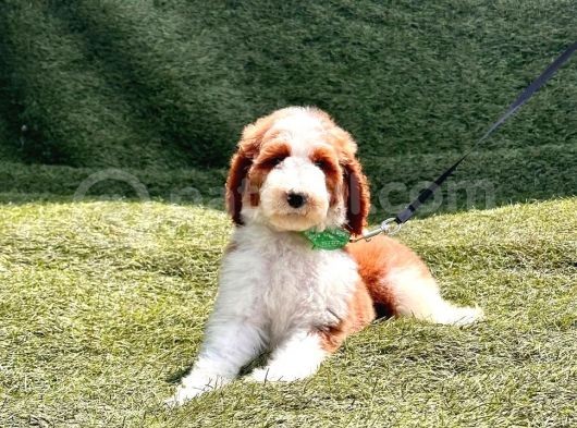 Safkan Dev Poodle Yavrularimiz görsel
