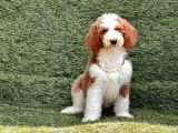 Safkan Dev Poodle Yavrularimiz