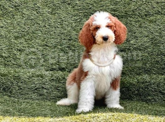 Safkan Dev Poodle Yavrularimiz görsel