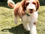 Safkan Dev Poodle Yavrularimiz