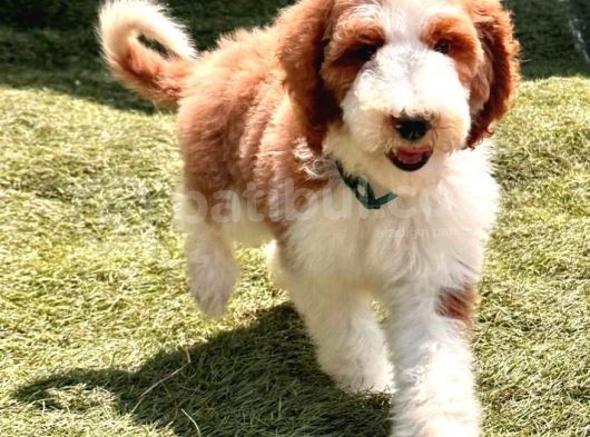 Safkan Dev Poodle Yavrularimiz görsel