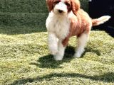 Safkan Dev Poodle Yavrularimiz