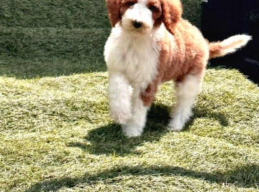 Safkan Dev Poodle Yavrularimiz görsel