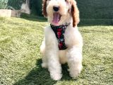 SAFKAN DEV POODLE YAVRULARIMIZ