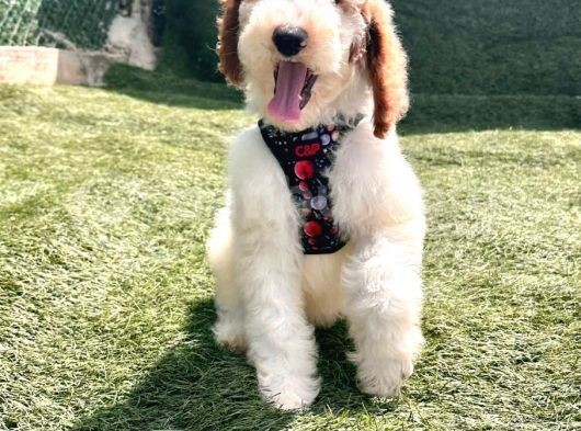 Safkan Dev Poodle Yavrularimiz