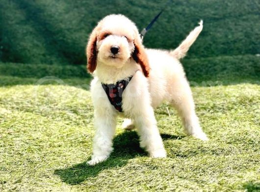 Safkan Dev Poodle Yavrularimiz görsel