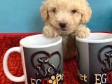 Harika Maltipoo Bebekler