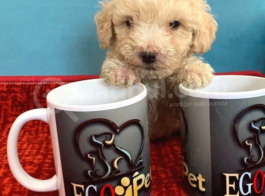 Harika Maltipoo Bebekler görsel