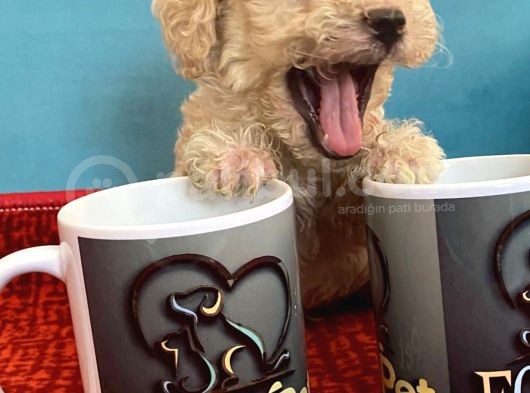 Harika Maltipoo Bebekler görsel