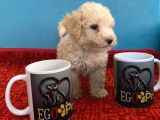Harika Maltipoo Bebekler