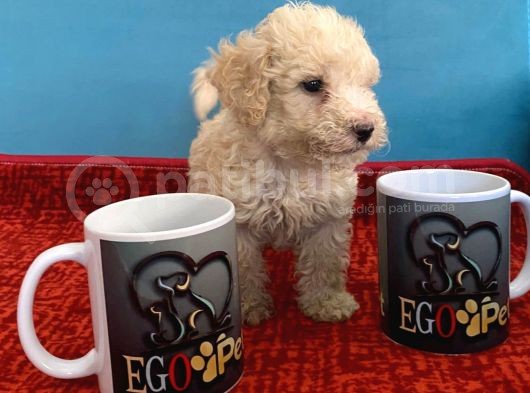 Harika Maltipoo Bebekler