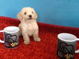 Harika Maltipoo Bebekler