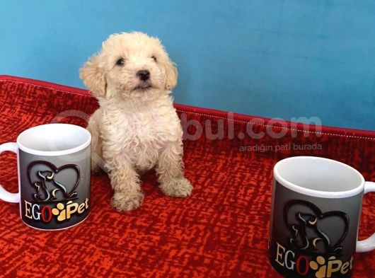 Harika Maltipoo Bebekler görsel