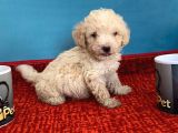 Harika Maltipoo Bebekler