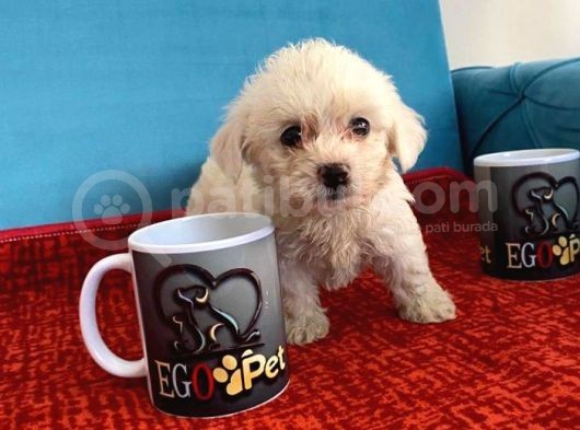 Sevimli Maltese Bebeklerimiz görsel