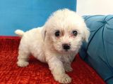 Sevimli Maltese Bebeklerimiz