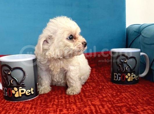 Sevimli Maltese Bebeklerimiz görsel