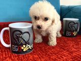 Sevimli Maltese Bebeklerimiz