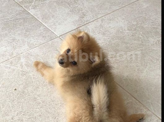 2 Aylık Dişi görsel
