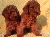 Tüm Sehi̇r Lere Güvenli̇ Tesli̇mat Toy Poodle
