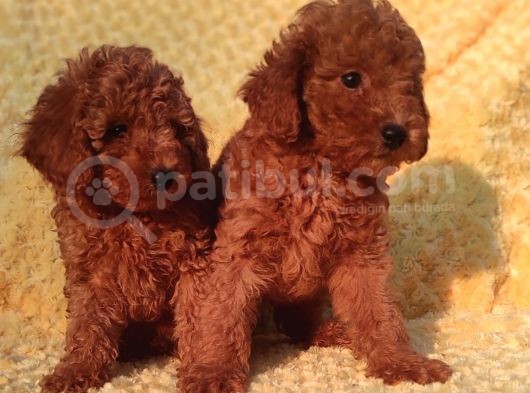 Tüm Sehi̇r Lere Güvenli̇ Tesli̇mat Toy Poodle görsel