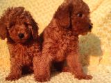 Tüm Sehi̇r Lere Güvenli̇ Tesli̇mat Toy Poodle