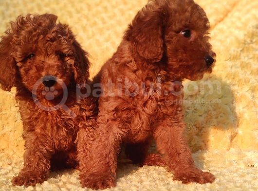 Tüm Sehi̇r Lere Güvenli̇ Tesli̇mat Toy Poodle görsel
