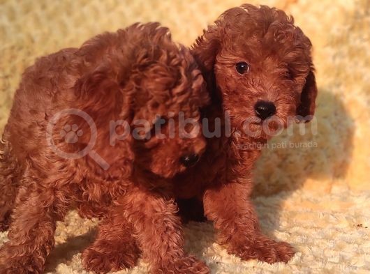 Tüm Sehi̇r Lere Güvenli̇ Tesli̇mat Toy Poodle görsel