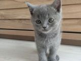6 Hazi̇ran Doğumlu Bri̇ti̇sh Shorthai̇r Bebekleri̇mi̇z