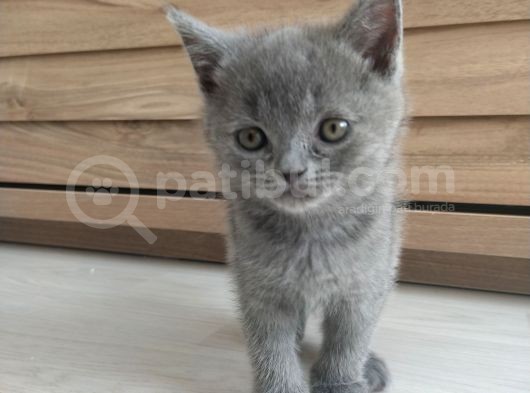 6 Hazi̇ran Doğumlu Bri̇ti̇sh Shorthai̇r Bebekleri̇mi̇z görsel