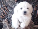 Orji̇nal Maltese Teri̇er Yavrular