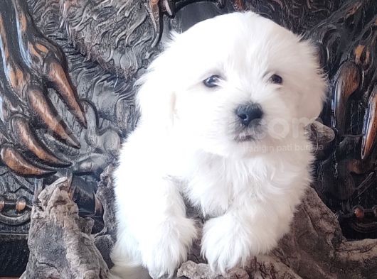 Orji̇nal Maltese Teri̇er Yavrular görsel