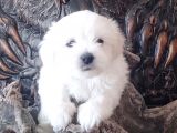 Orji̇nal Maltese Teri̇er Yavrular