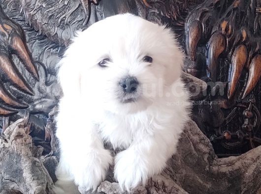 Orji̇nal Maltese Teri̇er Yavrular görsel