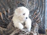 Orji̇nal Maltese Teri̇er Yavrular