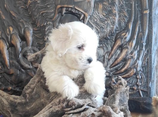 Orji̇nal Maltese Teri̇er Yavrular görsel
