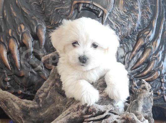 Orji̇nal Maltese Teri̇er Yavrular görsel