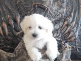 Orji̇nal Maltese Teri̇er Yavrular
