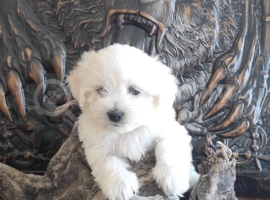 Orji̇nal Maltese Teri̇er Yavrular görsel