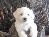 Orji̇nal Maltese Teri̇er Yavrular