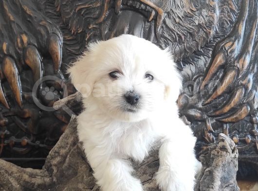 Orji̇nal Maltese Teri̇er Yavrular görsel