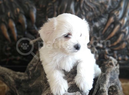 Orji̇nal Maltese Teri̇er Yavrular görsel