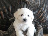ORJİNAL MALTESE TERİER YAVRULAR