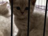 Silver Ve Lilac Yavru