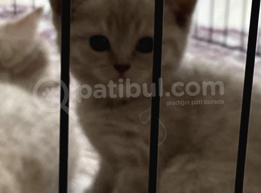 Silver Ve Lilac Yavru görsel